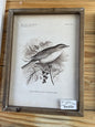 Framed Bird Prints