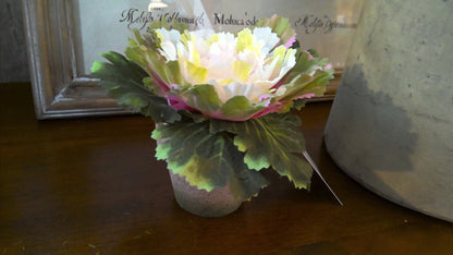 Pink Potted Cabbage