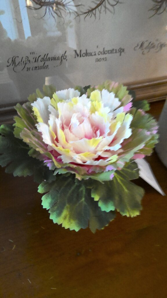 Pink Potted Cabbage