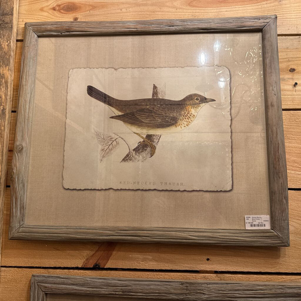 Framed Bird Print